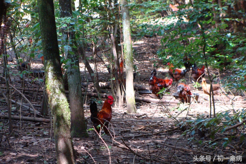 养鸡创业能挣钱吗,养鸡赚钱吗有前景吗