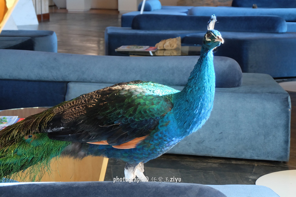 冬日的浪漫游山玩水泡温泉,又可以看雪又可以泡温泉的地方