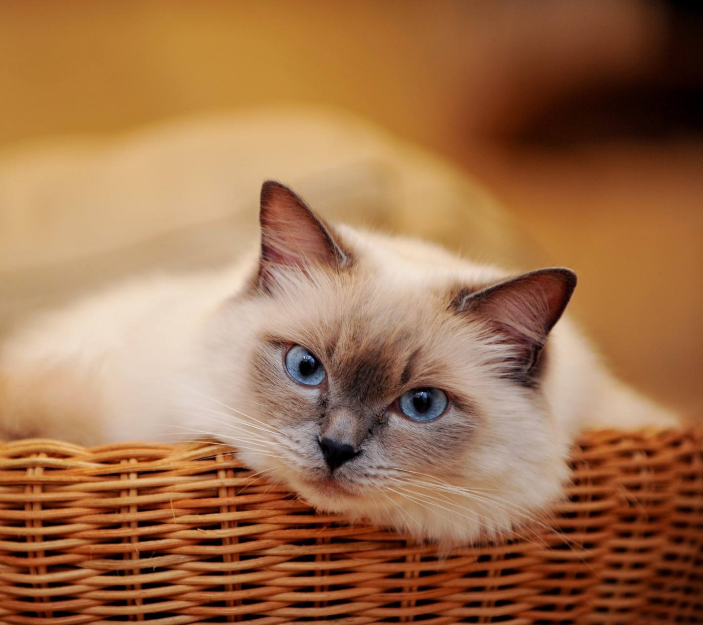 猫癣传染给人怎么治疗好得快,猫癣传染人好治吗