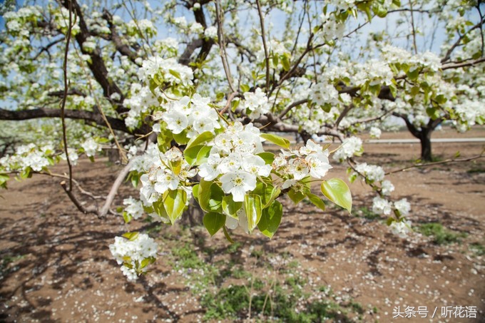 春天除了赏花还有什么景点,油菜花樱花去哪看