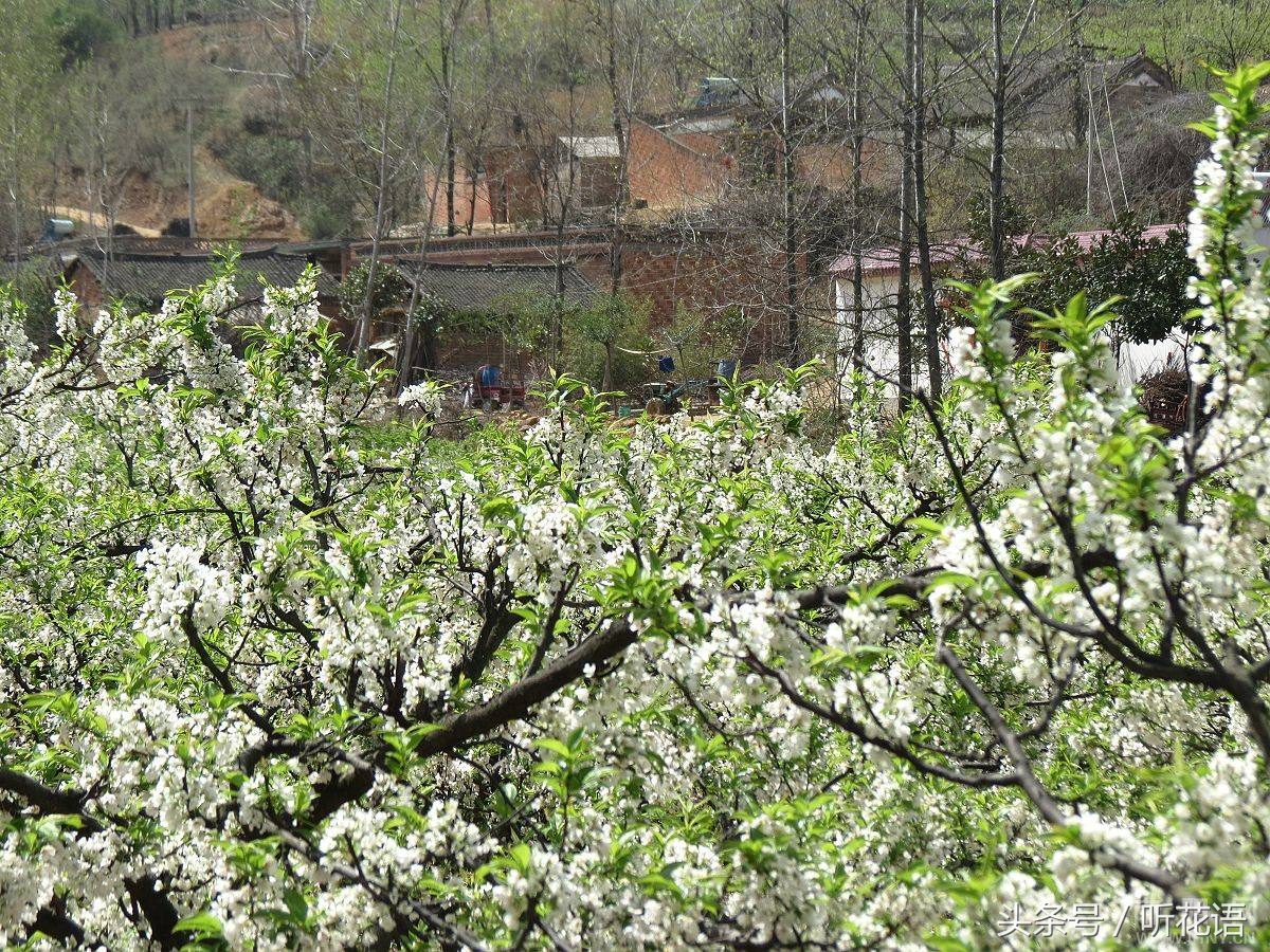 春天除了赏花还有什么景点,油菜花樱花去哪看