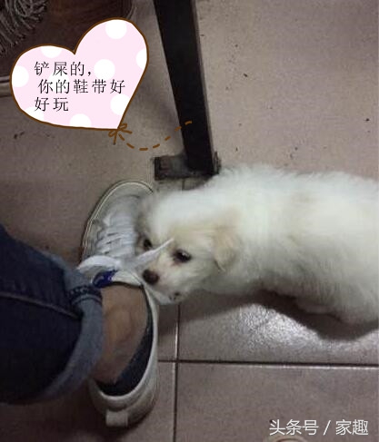 怎么辨别狗狗是真的萨摩耶,怎么判断萨摩耶狗狗纯不纯