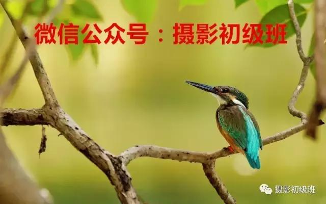 鸟类百科大全视频,鸟类大全包括孔雀吗