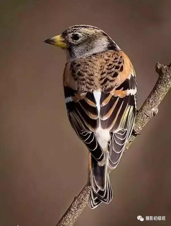 鸟类百科大全视频,鸟类大全包括孔雀吗