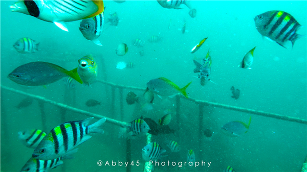 到巴厘岛的感受,到巴厘岛后怎么去蓝梦岛