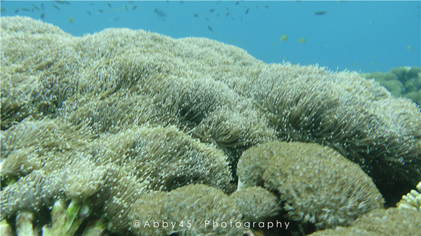 到巴厘岛的感受,到巴厘岛后怎么去蓝梦岛