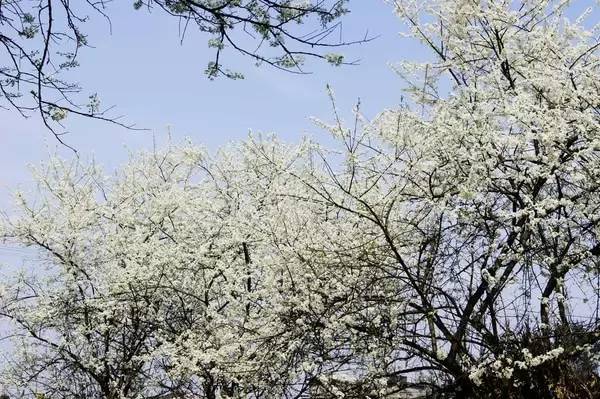 九峰山摄影图片,九峰花海摄影