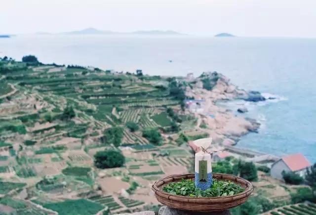 喝茶养生成为年轻人的时尚生活,喝茶成为时尚