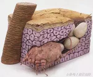 狗狗耳朵上有螨虫图,狗狗螨虫去除全过程