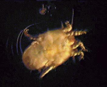 狗狗耳朵上有螨虫图,狗狗螨虫去除全过程