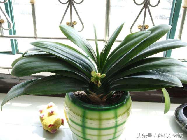 君子兰怎么才能开花不用肥料,君子兰开花怎么浇水使花开得好呢