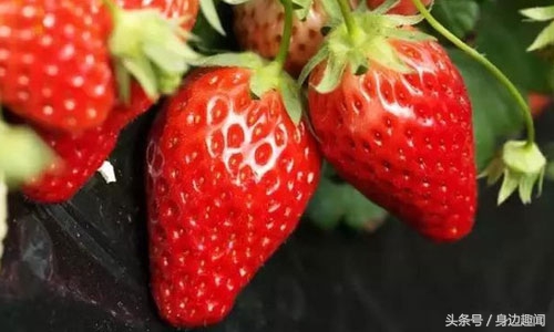 吃草莓的时节哪些草莓不能吃,四季草莓好吃还是奶油草莓好吃