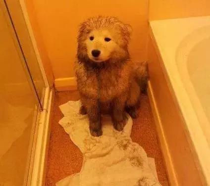 只有养鼠才知道的恶趣味,只有养狗狗的才知道萌宠的乐趣