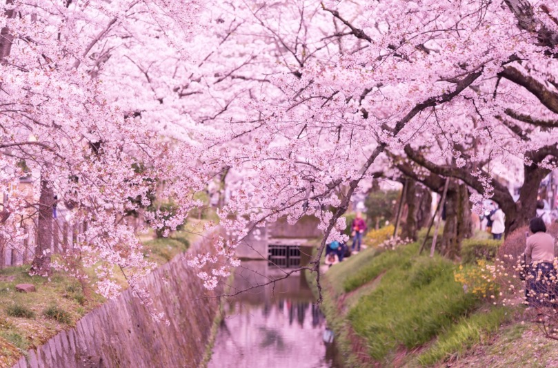 2019京都赏樱,京都樱地之花开时间
