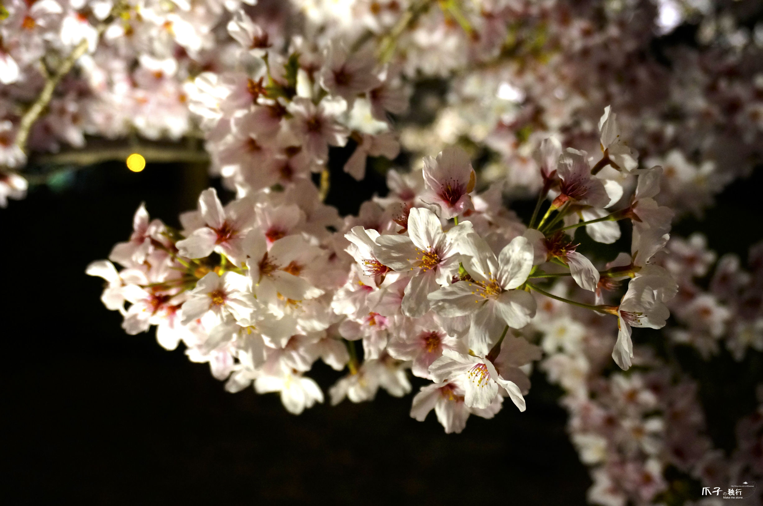2019京都赏樱,京都樱地之花开时间
