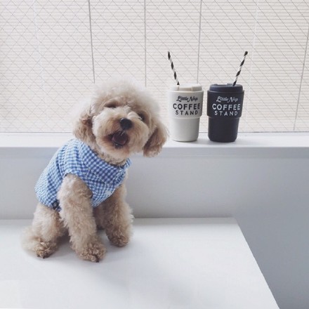 汪星人可以喂狗吗,汪星人怎么养狗