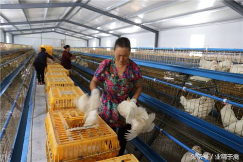 养殖户不可不知的养鸡方法,养殖业千万不要盲目跟风