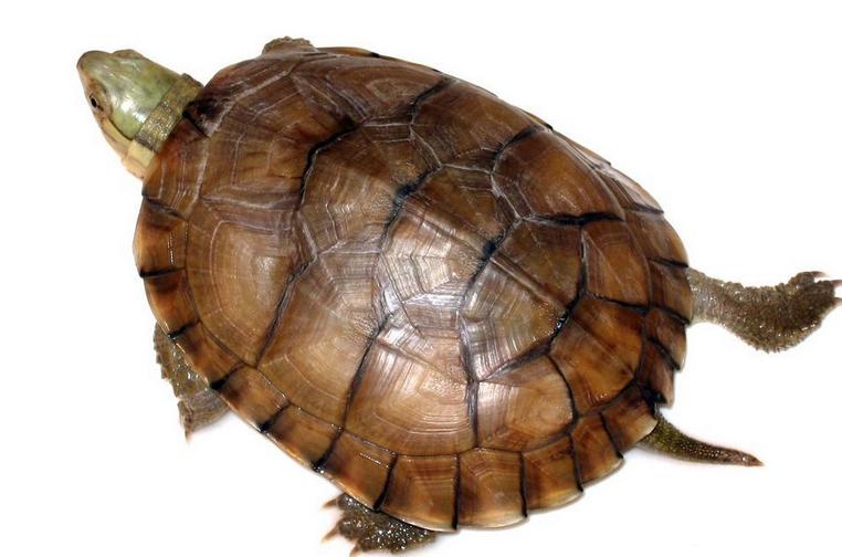 世界已经灭绝的十大名龟视频,中国十大灭绝乌龟排名