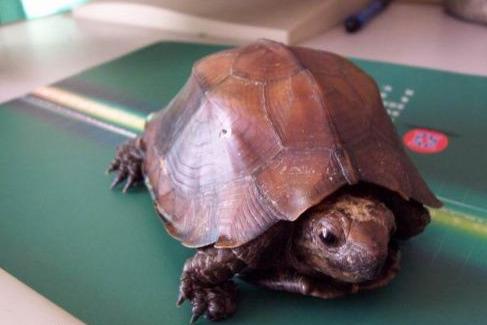 世界已经灭绝的十大名龟视频,中国十大灭绝乌龟排名