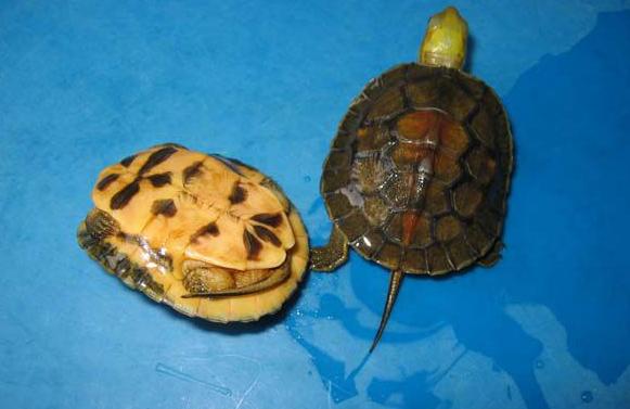 世界已经灭绝的十大名龟视频,中国十大灭绝乌龟排名