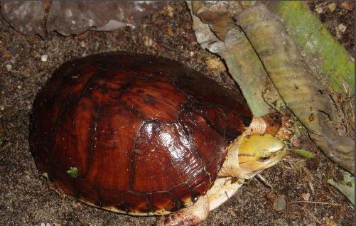 世界已经灭绝的十大名龟视频,中国十大灭绝乌龟排名