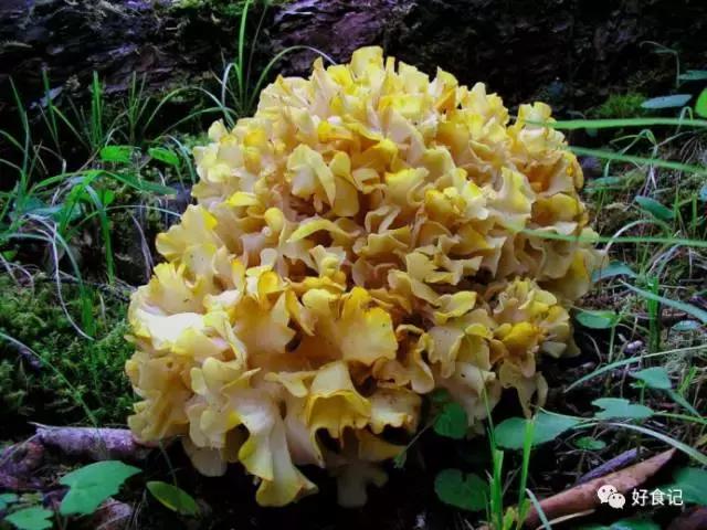 绣球菌成精了!280天的等待,唇齿相依的一刻,你会爱上她吗?