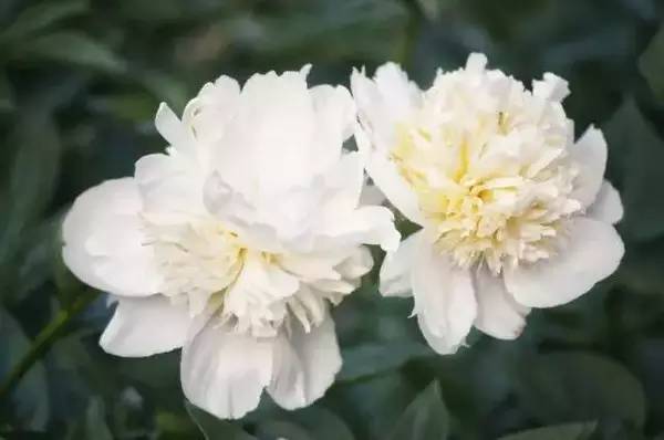 舌尖上的春天你推荐哪一道,舌尖上的春天你不能错过的美食