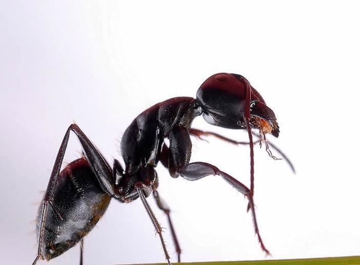 大型蚁类虫子带翅膀,全异巨首蚁各种种类蚂蚁体型