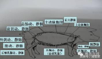 涨姿势：母猪乳腺内部结构详解