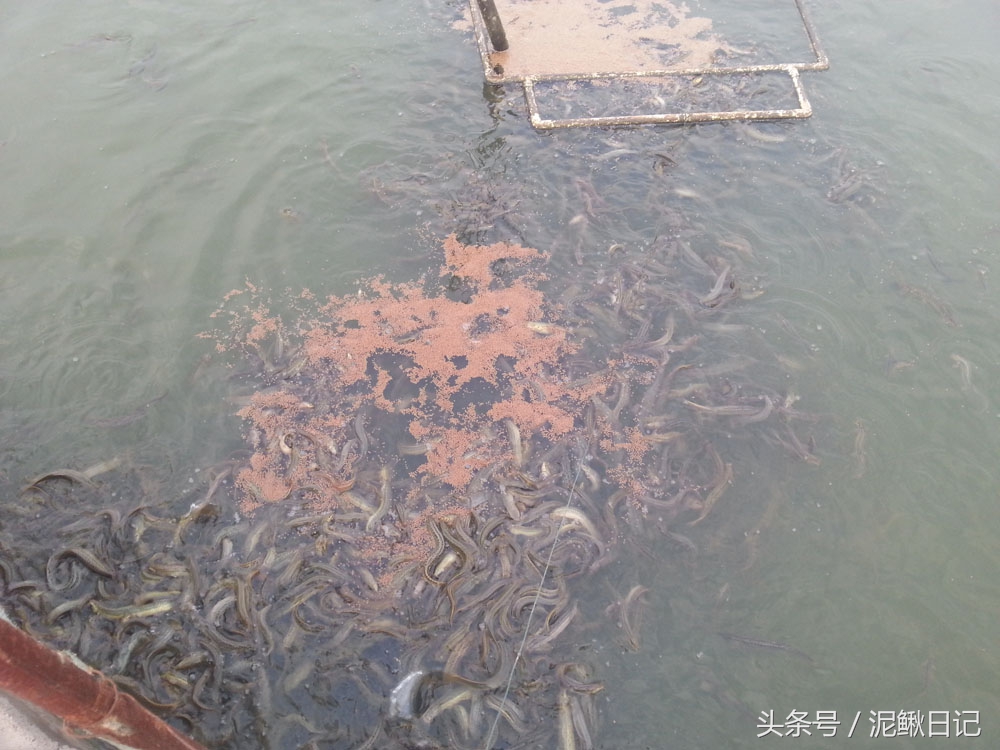 网箱养殖泥鳅和黄鳝的区别,养殖网箱黄鳝泥鳅