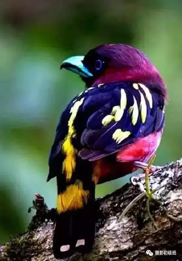 鸟类百科大全视频,鸟类大全包括孔雀吗