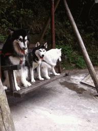 怎么辨别狗狗是真的萨摩耶,怎么判断萨摩耶狗狗纯不纯