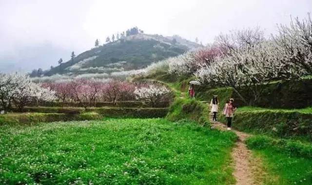 九峰山摄影图片,九峰花海摄影