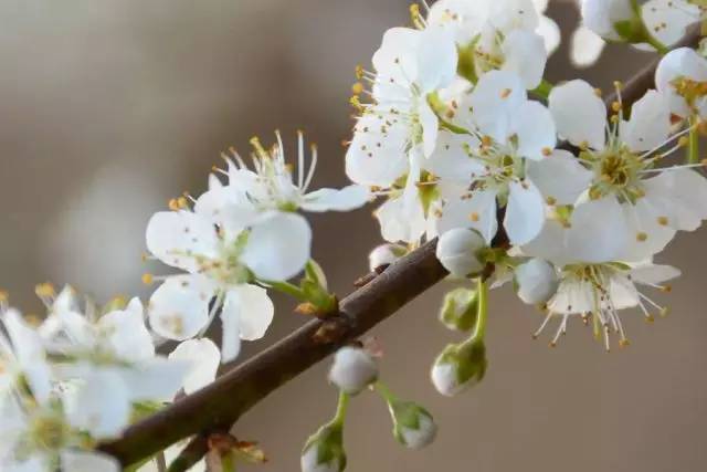 九峰山摄影图片,九峰花海摄影