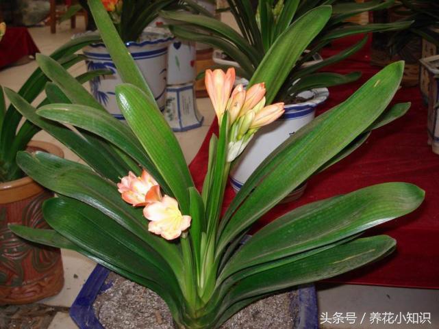 君子兰怎么才能开花不用肥料,君子兰开花怎么浇水使花开得好呢
