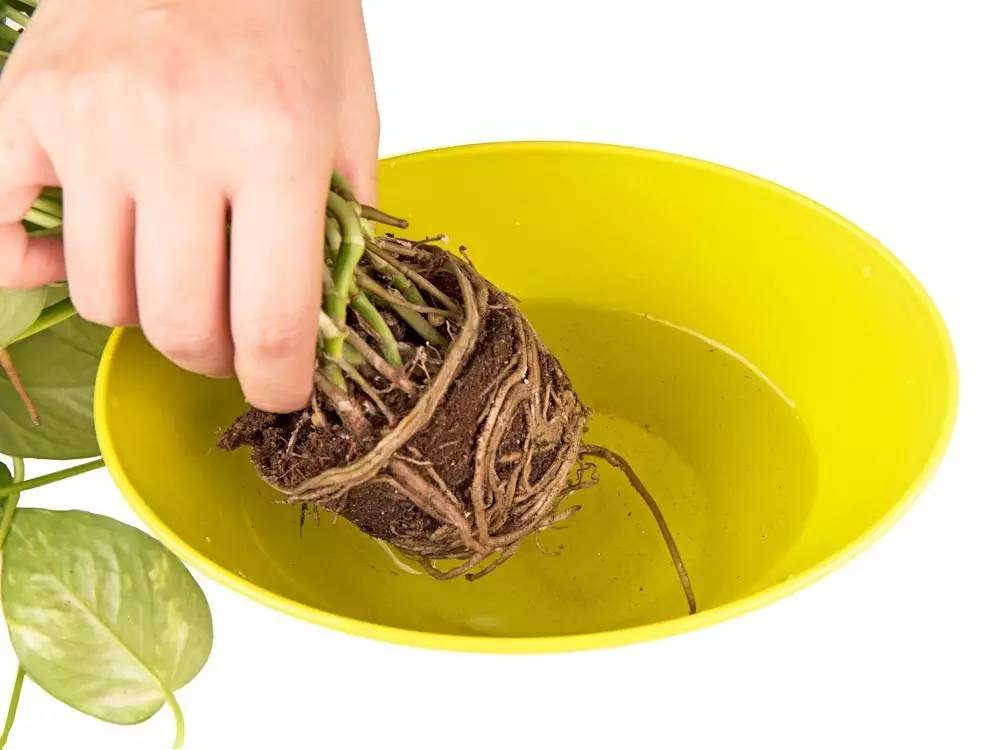 土培绿萝转水培后烂根,土培转水培的绿萝正确方法