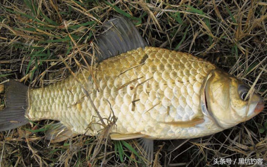 快速避小鱼,避小鱼的方法