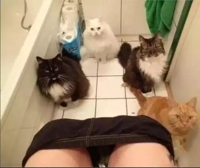 只有养鼠才知道的恶趣味,只有养狗狗的才知道萌宠的乐趣