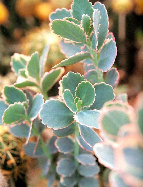 赶快自测,种养多肉植物玉吊钟你是新手还是老司机?