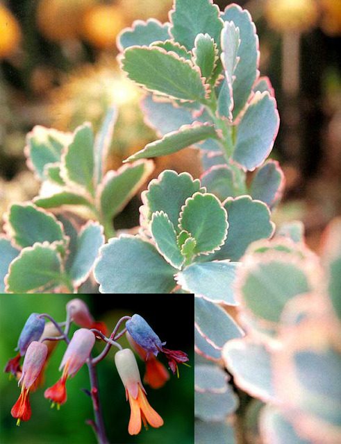 赶快自测,种养多肉植物玉吊钟你是新手还是老司机?