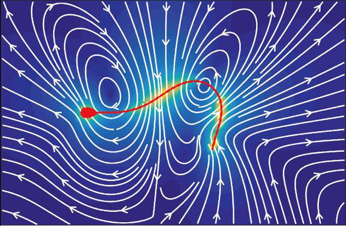 科学实验解读精子形成和排泄系统,科学家们首次发现精子的运动规律