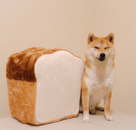 汪星人可以喂狗吗,汪星人怎么养狗