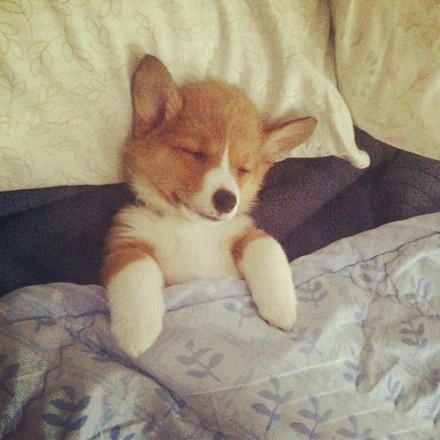 汪星人可以喂狗吗,汪星人怎么养狗