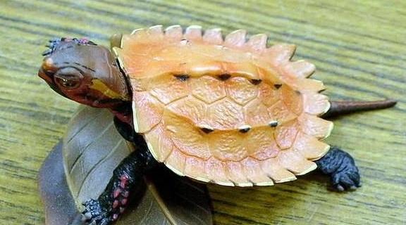 世界已经灭绝的十大名龟视频,中国十大灭绝乌龟排名