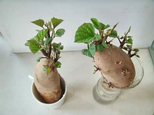 新手小白适合养殖小型盆栽的植物,各种盆栽植物的种植方法