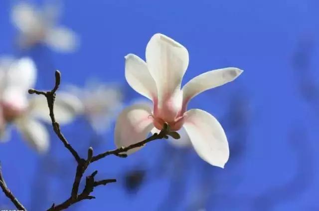 寒潮蓝色预警北京明后天大降温,北京倒春寒