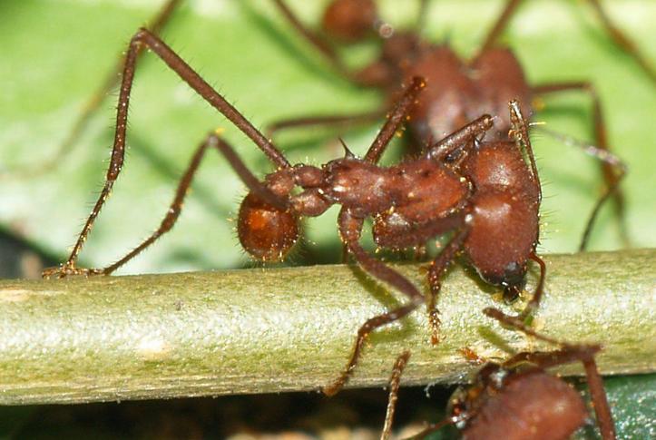 大型蚁类虫子带翅膀,全异巨首蚁各种种类蚂蚁体型