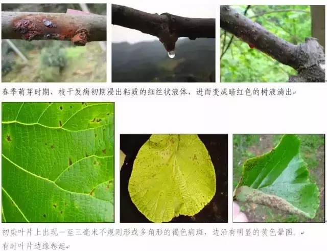 猕猴桃流红水用高锰酸钾,猕猴桃树流红水怎么解决