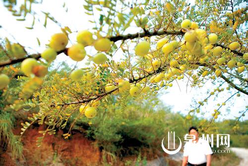 缺一不可！泉州特产大全，快收藏吧！