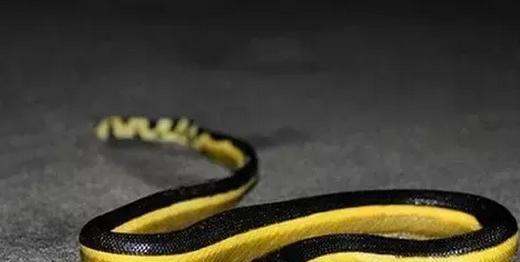 这些东西比鬼还可怕，而且任何人都有可能遇到！